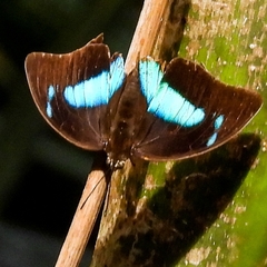 Archaeoprepona demophon
