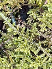 Callicladium imponens