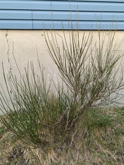 Cytisus