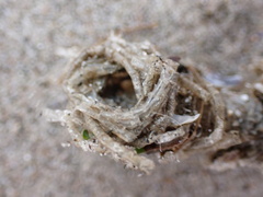 Diopatra cuprea