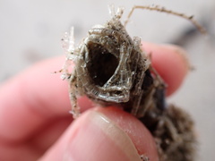 Diopatra cuprea