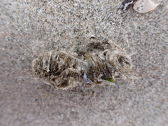 Diopatra cuprea