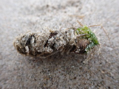 Diopatra cuprea