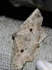 Polyacme subpulchra