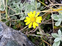 Brachyglottis lagopus