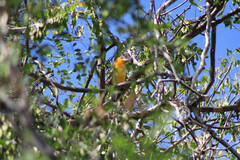 Pheucticus chrysopeplus