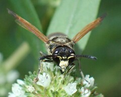 Pachodynerus nasidens