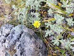 Brachyglottis lagopus