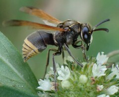 Pachodynerus nasidens