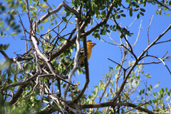 Pheucticus chrysopeplus