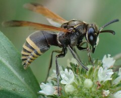 Pachodynerus nasidens