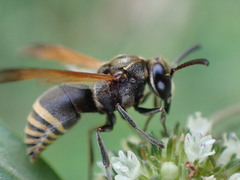 Pachodynerus nasidens