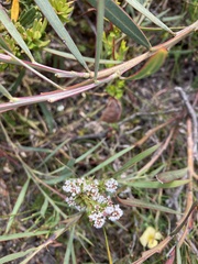 Leucopogon collinus
