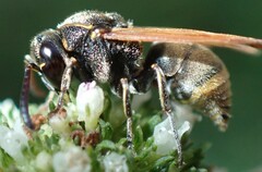 Pachodynerus nasidens