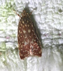 Syringoseca rhodoxantha