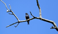 Psalidoprocne pristoptera