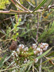 Leucopogon collinus