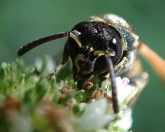 Pachodynerus nasidens