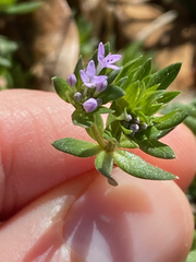Sherardia arvensis