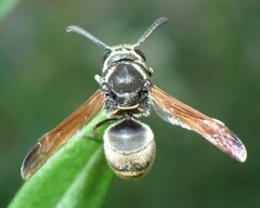 Pachodynerus nasidens