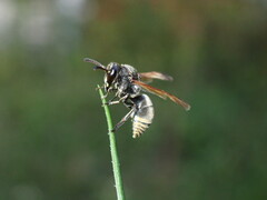 Pachodynerus nasidens