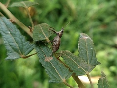 Naupactus xanthographus