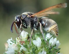 Pachodynerus nasidens