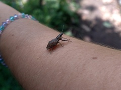 Naupactus xanthographus