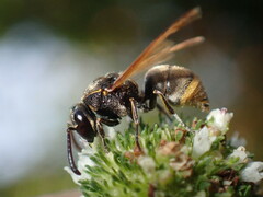 Pachodynerus nasidens