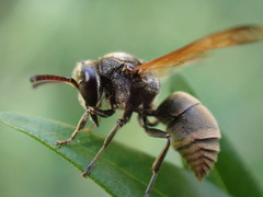 Pachodynerus nasidens
