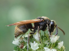 Pachodynerus nasidens