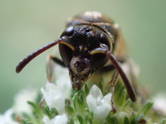 Pachodynerus nasidens