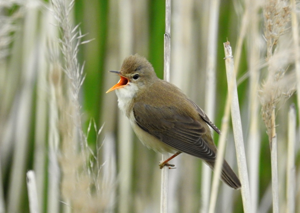 Reed Warblers