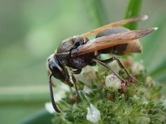 Pachodynerus nasidens