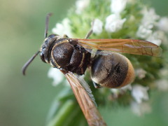 Pachodynerus nasidens