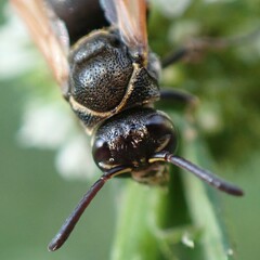 Pachodynerus nasidens