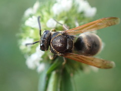 Pachodynerus nasidens