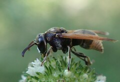 Pachodynerus nasidens