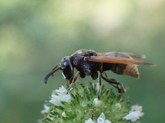 Pachodynerus nasidens