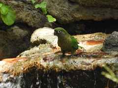 Pyrrhura frontalis