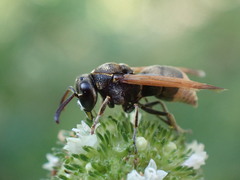 Pachodynerus nasidens