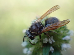 Pachodynerus nasidens