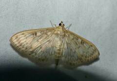 Herpetogramma