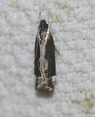 Chaliniastis astrapaea