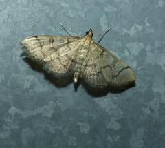 Blepharomastix ranalis