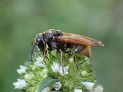 Pachodynerus nasidens
