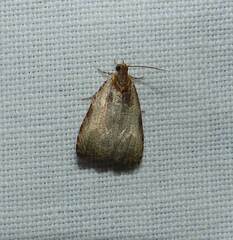 Olethreutes inornatana