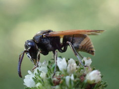 Pachodynerus nasidens