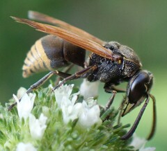 Pachodynerus nasidens