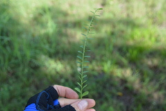 Phyllanthus evanescens
